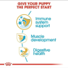 Royal Canin Maxi Range: For Adult Dog Weight Between 26 and 44 Kg Boxer Puppy