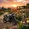 Velocity Wheels Rentals
