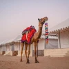 Golden Mirage Camp