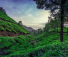 Best Munnar Honeymoon Package