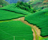 Best Kerala Tour Package For Kochi Munnar Thekkady  Alleppey Tour With Houseboat