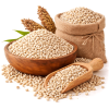 Sorghum Jowar (ज्वार)