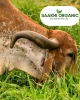 A2 Bilona Desi Ghee (A2 बिलोना देशी घी)