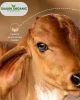 A2 Bilona Desi Ghee (A2 बिलोना देशी घी)
