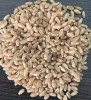 Wheat (गेहूं)