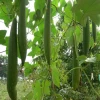 Sponge Gourd (गिलकी)